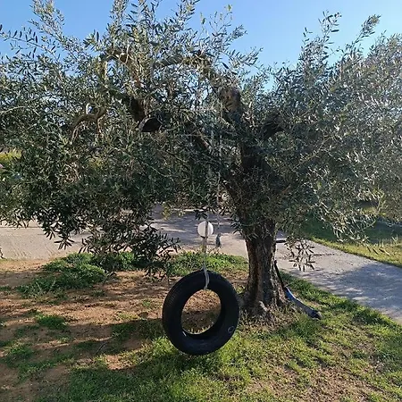 The Secret Olive House