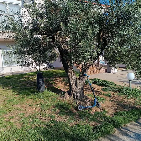 The Secret Olive House *