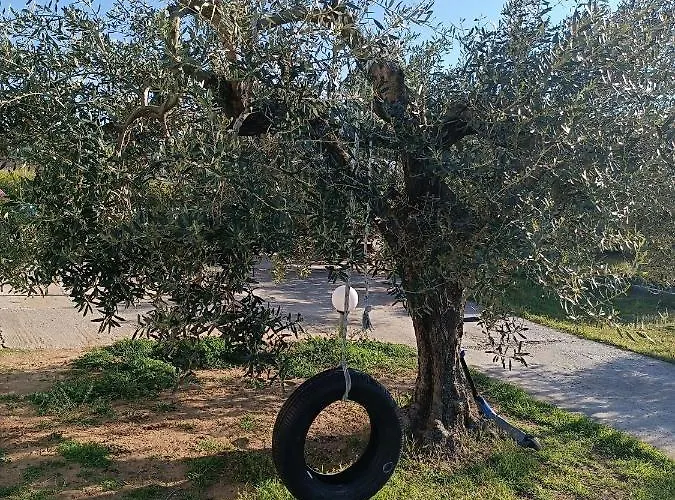 The Secret Olive House