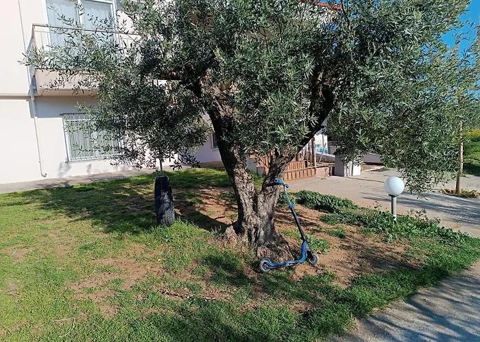 The Secret Olive House *